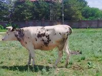 Krava, Simmental cattle — foto 2