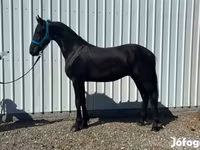 Hengst, Friesian — Foto 4