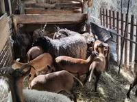 میش, Cameroon sheep — عکس 2
