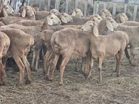قوچ, Arashan sheep — عکس 7