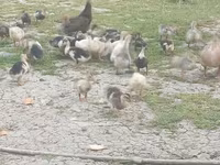 Ducks — fotografija 2
