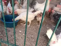 Chickens — Foto 1