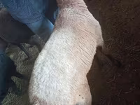 ஆண் ஆடு, ஆடுகள் — புகைப்படம் 6