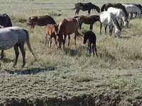 Faras dhaddig, Horses — sawirka 3