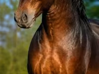 Hengst, Hungarian horse breed — Foto 2