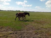 ม้าตัวเมีย, Kinsky horse — รูปภาพ 5