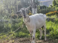 Capră, Capre — foto 3