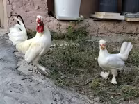 Chickens — 사진 5