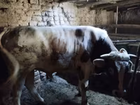 Toro, Simmental cattle — foto 2