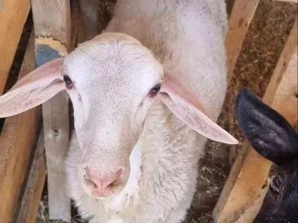 Widder, Romanov sheep — Usbekistan