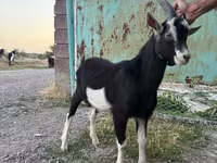 Capra, Alpine goat — foto 1