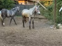 Koń, Konie — zdjęcie 1