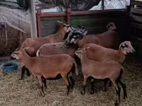 Ovca, Cameroon sheep — fotografija 1