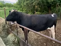 Bull, Holstein breed — photo 2