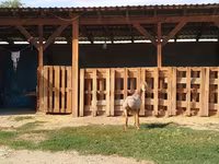Vædder, Edilbay sheep — foto 5