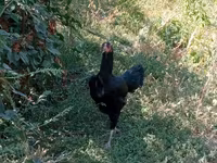 Chickens — عکس 1