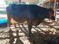 Үнээ, Swiss cattle — 1 зураг