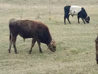 Skot (série, pohlaví neuvedeno), Swiss cattle — foto 8