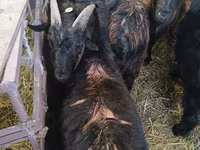 Billy Goat, Goats — photo 3