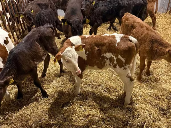 Krava, Simmental cattle