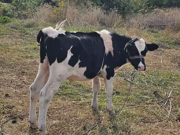 Byk, Russian Black pied cattle