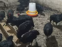 Chickens — عکس 3
