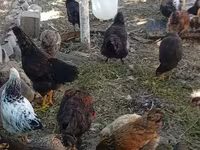 Chickens — عکس 4
