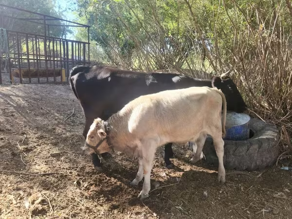 گاو ماده, Latvian Blue cattle