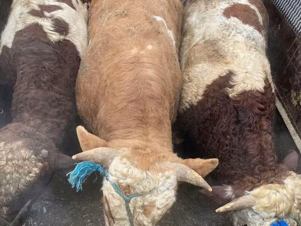Tyre, Simmental cattle