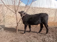 گاو نر, آبرادین-آنگوس — عکس 2