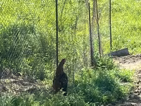 Chickens — 3-rasm
