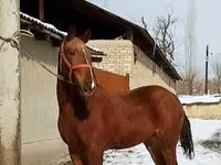 ม้าตัวผู้, Karabair horse — รูปภาพ 4