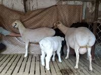 قوچ, Hissar sheep — عکس 6