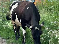 Krowa, Russian Black pied cattle — zdjęcie 2