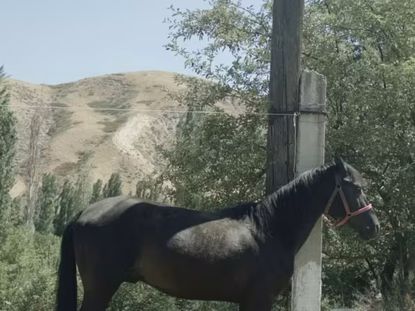 Horse (M), Horses — Kyrgyzstan