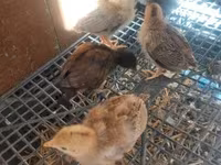 Chickens — foto 1
