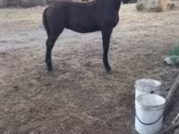 घोड़ा, Nonius horse — फ़ोटो 8