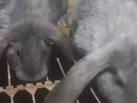 Cừu cái, Cừu — ảnh 3