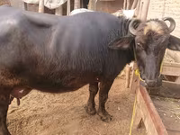 Lembu betina, Cattle — foto 3