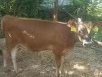 Boğa, Jersey ırkı — foto 3