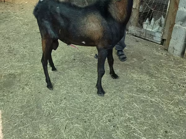 बकरा, बकरियाँ