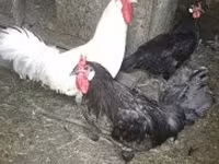 gallina danesa — foto 1