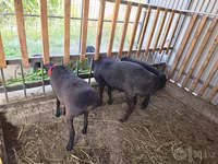 Vædder, Hissar sheep — foto 3