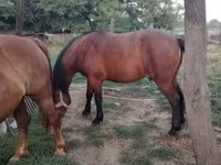 ሴት ፈረስ, Horses — ፎቶ 2
