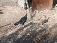 Brahma — Foto 3
