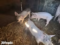 Prasnice, Prasata — foto 1