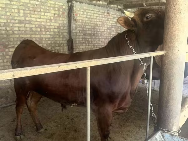 گاو نر, گاو