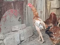 Chickens — عکس 7
