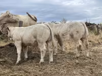 Bulle, Charolais cattle — Foto 5