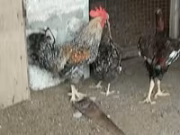 Chickens — foto 7